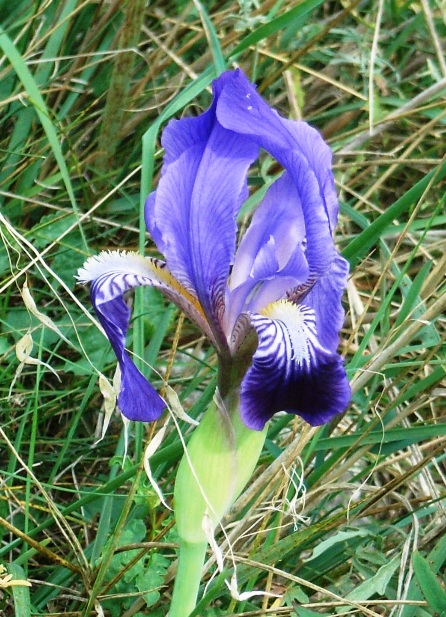 Iris bicapitata / Giaggiolo con due teste